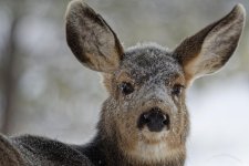 Frosty fawn.jpg