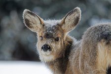 Frosty fawn 2.jpg