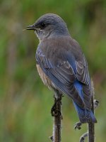 Bluebird9.jpg