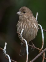 Finch6.jpg