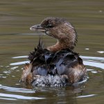 Grebe2.jpg