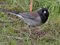 Junco4.jpg