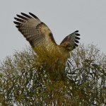 Hawk2.jpg