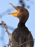 Cormorant2.jpg