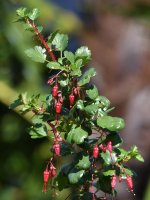 Ribes.jpg