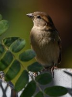 Sparrow2.jpg