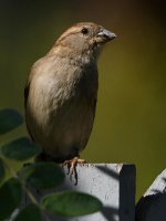 Sparrow5.jpg