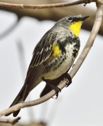 _ROY9602_00001.jpg