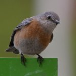 Bluebird.jpg
