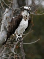 Osprey.jpg