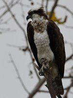 Osprey8.jpg