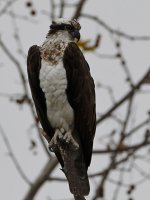 Osprey9.jpg