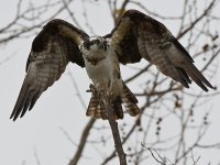Osprey19.jpg