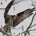 Osprey21.jpg