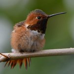 Hummer6.jpg