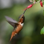 Hummer22.jpg