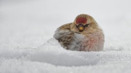 Redpoll.jpg