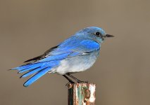 _ROY9711_00001.jpg