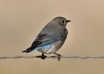 _ROY9717_00001.jpg