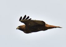 _ROY9962_00001.jpg