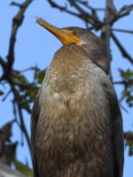 Cormorant.jpg