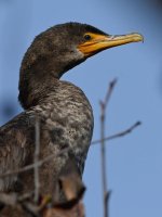 Cormorant3.jpg