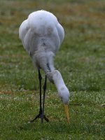 Egret.jpg
