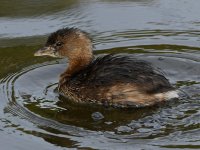 Grebe4.jpg
