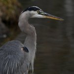 BlueHeron.jpg