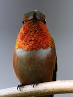 Hummer4.jpg