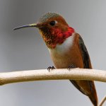 Hummer10.jpg