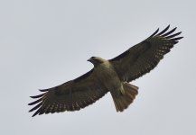 _ROY0042_00001.jpg