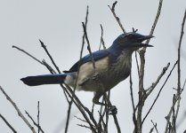 _ROY0106_00001.jpg