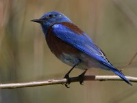 Bluebird2.jpg
