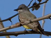 Kingbird2.jpg