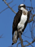 Osprey2.jpg