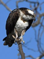 Osprey4.jpg
