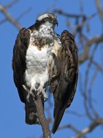 Osprey8.jpg