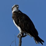 Osprey11.jpg
