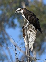 Osprey13.jpg