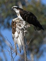Osprey14.jpg