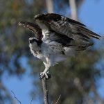 Osprey17.jpg