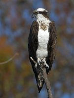 Osprey19.jpg