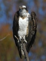 Osprey20.jpg