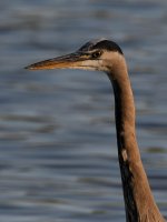 BlueHeron.jpg