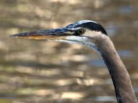 BlueHeron2.jpg