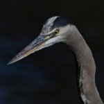 BlueHeron7.jpg