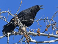 Crow.jpg