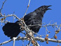 Crow2.jpg