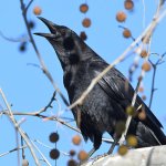 Crow5.jpg